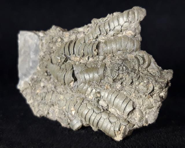 Pentacrinites briaroides (QUENSTEDT 1852) - Bild © FossNet FossilienStore